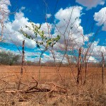 Arrendamento de terras para usinas