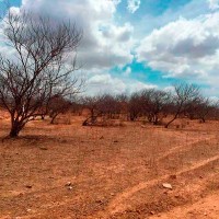Arrendamento de terras para usinas